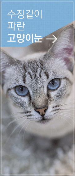 수정같이 파란 고양이눈