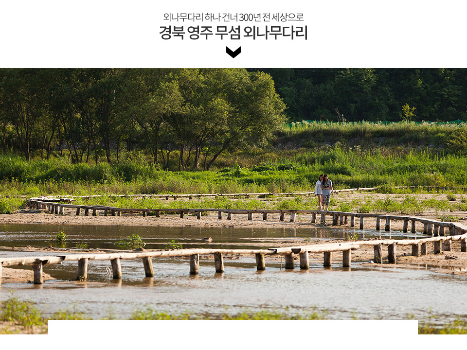 경북 영주 무섬 외나무다리