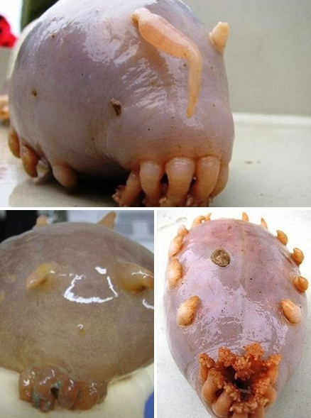 돼지세상 이미지