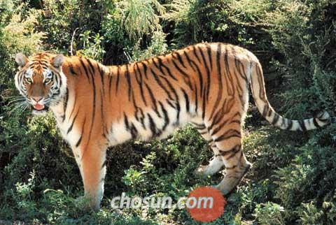 [신문은 선생님] [도전! 창의퀴즈왕] 호랑이에게 줄무늬란?