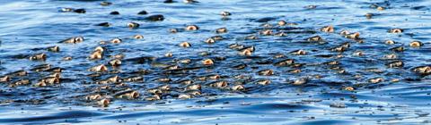 [신문은 선생님] [도전! 창의퀴즈왕] 개미·참새·벌이 새까맣게 떼지어 달려든다고 생각해 봐