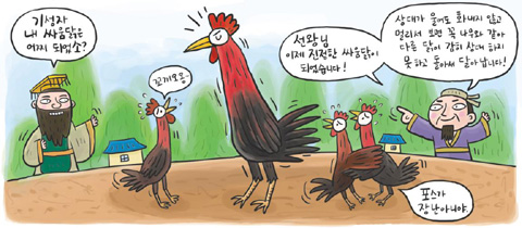 [신문은 선생님 도전! 창의퀴즈왕] 덤벼드는 걸 보니 진정한 싸움닭이 되려면 아직 멀었습니다