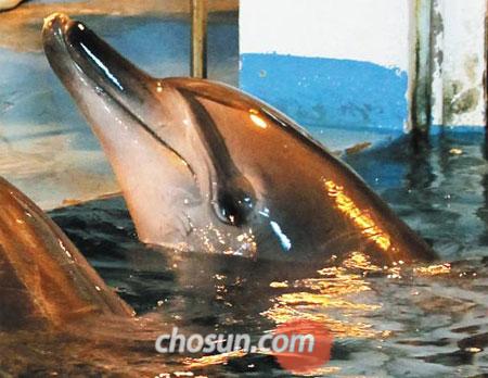 
	������������ ����� �ǿ�� 13�� ����ū������ ������. ���������� �����̸� �߻����� ����������� �ϰ� 19�Ϻ��� ������ ���� �ߴ��Ѵ�. ����ô� �����̿��� 1�Ⱓ �߻� ��� ���� �Ʒ��� ��Ų �� 2014�� ���� �չٴٷ� ����������� �ߴ�. /ä�¿� ���� rainman@chosun.com
