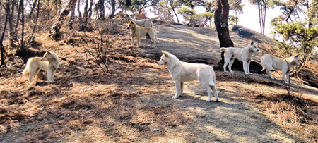 
	���ѻ� ����� �ɼ��� �����ִ� �鰳��. /�������� �������� ����
