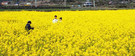 
	[Why] Rape Flower�� ��ä�� ������ �� ���� ����?
