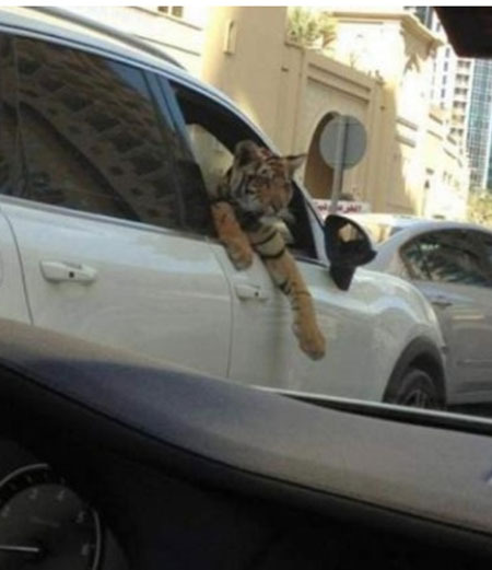 
	���� �Ѻ��ǿ��� '�� ���� Ÿ �̰�' ���� ����?
