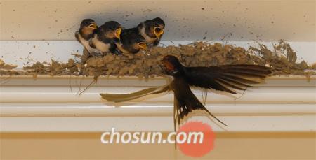 [신문은 선생님] [도전! 창의퀴즈왕] 개구리 울고 제비 낮게 날면 비가 온대요