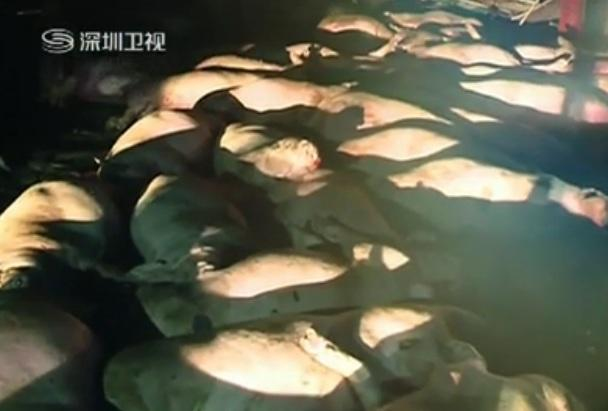 만든곳: 한국 네티즌본부 카페
