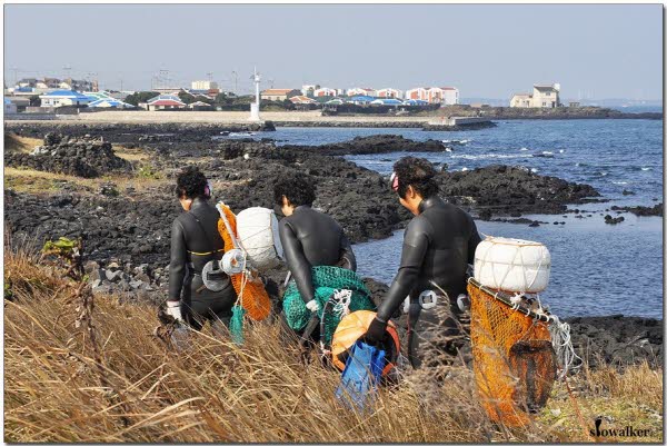 하도리에서는 여전히 일상으로 볼 수 있는 해녀들의 모습. 이번에 ‘아빠 어디가’에서 방영된 제주도 면수동마을을 포함한 하도리는 제주에서 현직 해녀들이 가장 많이 사는 동네이기도 합니다.
