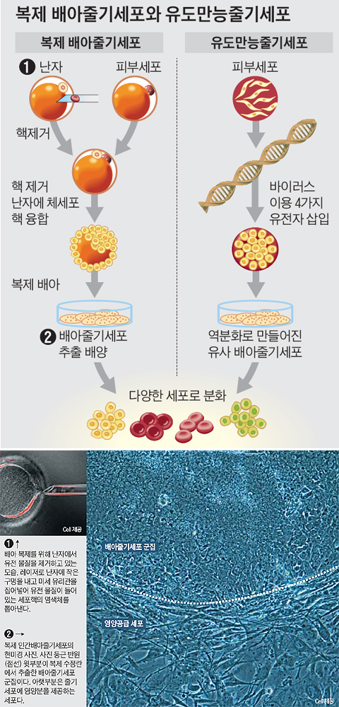 
	복제 배아줄기세포와 유도만능줄기세포
