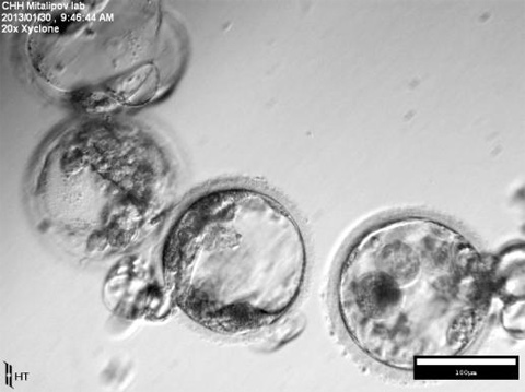 
	미탈리포프 교수팀이 만든 복제 배아. 세포 수가 150개 정도로 늘어난 배반포 배아로, 이 단계에서 배아줄기세포를 얻을 수 있다
