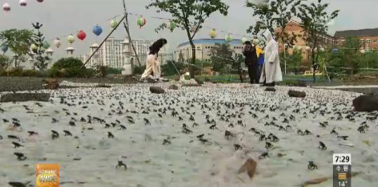 새끼 두꺼비 대이동/ 출처= SBS 뉴스 캡처