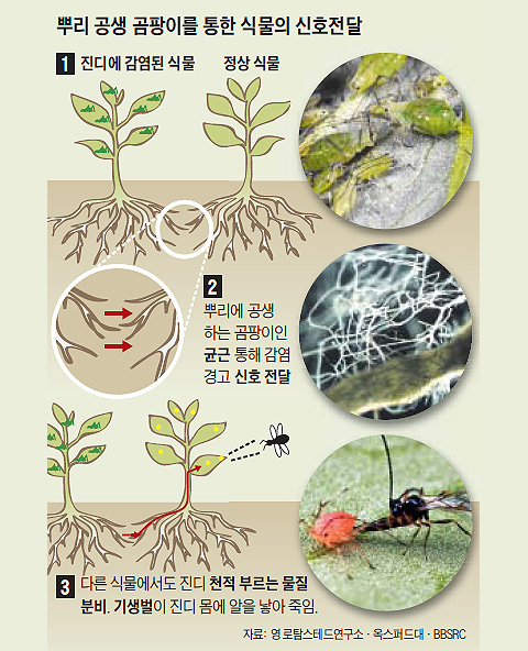 뿌리 공생 곰팡이를 통한 식물의 신호전달 개념도