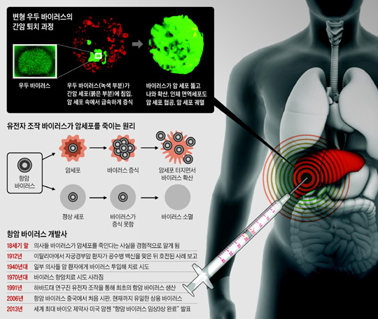 
		변형 우두 바이러스의 간암 퇴치 과정
