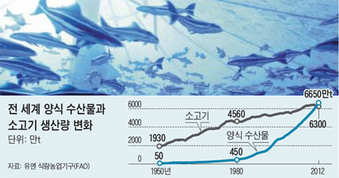 전 세계 양식 수산물과 소고기 생산량 변화.