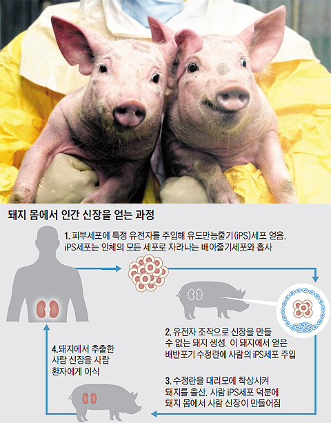 국립축산과학원이 공개한 복제 미니돼지들. 면역 거부반응 없이 돼지 장기를 사람에게 이식하기 위해 급성 면역 거부반응 유전자를 없앤 돼지다. 최근 일본 도쿄대는 미니돼지 몸에서 아예 사람 장기를 얻는 연구를 시작했다