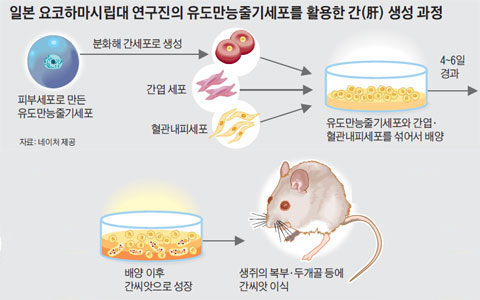 
	일본 요코하마시립대 연구진의 유도만능줄기세포를 활용한 간(肝) 생성 과정.
