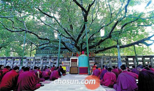 인도 마하보디 사원 보리수 아래 모인 순례자들 모습 사진