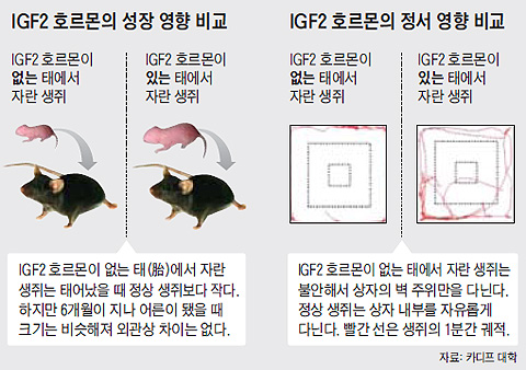 IGF2 호르몬의 성장 영향 비교 그래픽