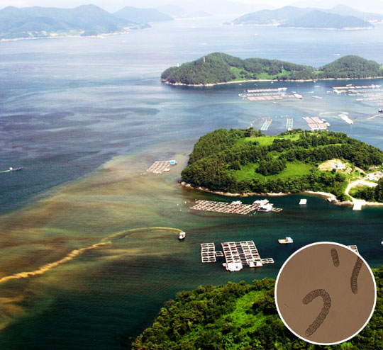 [NIE(신문활용교육)] [생생뉴스 NIE] 원래 푸른 바다, 왜 붉어 보일까?