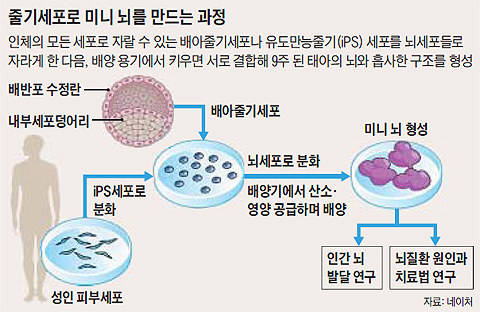 
	줄기세포로 미니 뇌를 만드는 과정 개념도
