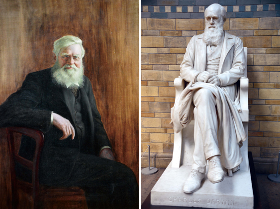 
	다윈과 함께 진화론의 공동 창시자로 평가받는 앨프리드 러셀 월리스. 지난 1월 런던 자연사박물관에 헌정된 초상화다. (사진 왼쪽) 런던 자연사박물관의 다윈 석상.
