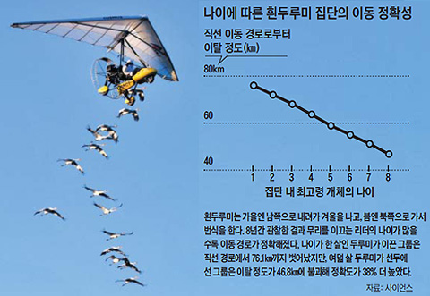 
	나이에 따른 흰두루미 집단의 이동 정확성 그래프
