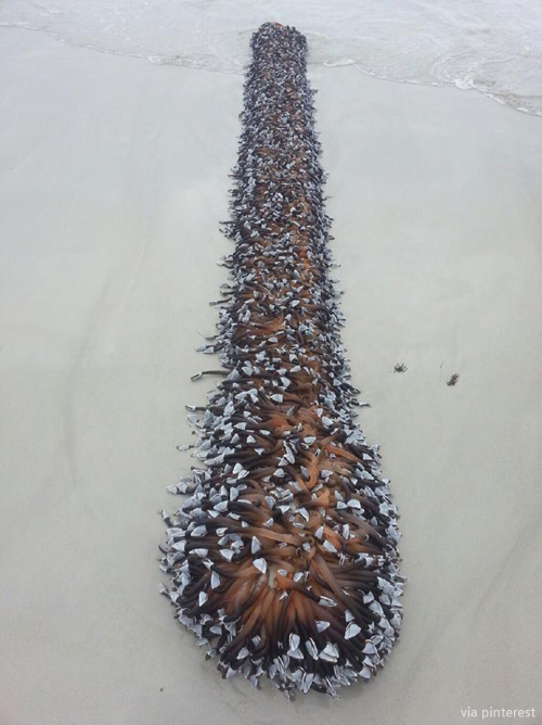 호주 바닷가로 밀려온 해양 생물, 정체는?