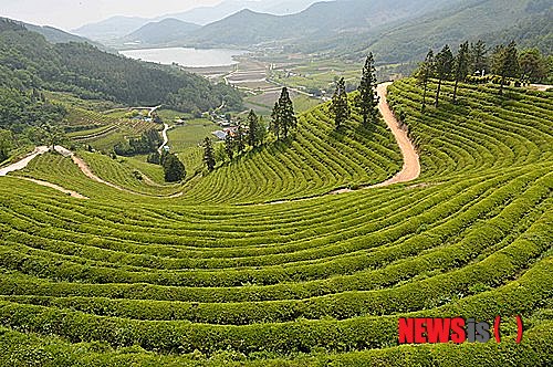 보성녹차밭 CNN '세계의 놀라운 풍경 31선'에 선정