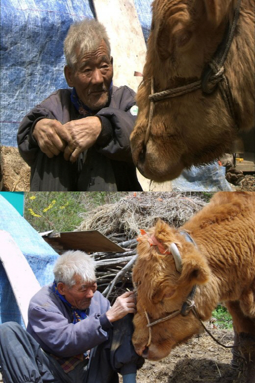 
	‘워낭소리’ 할아버지 별세 /영화 '워낭소리' 화면 캡처
