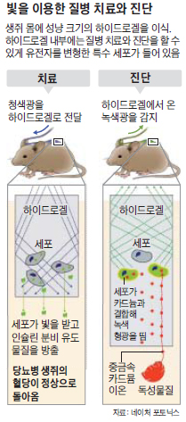 
	빛 쪼여 당뇨병 고치는 원리… 한국인 과학자들이 찾아내
