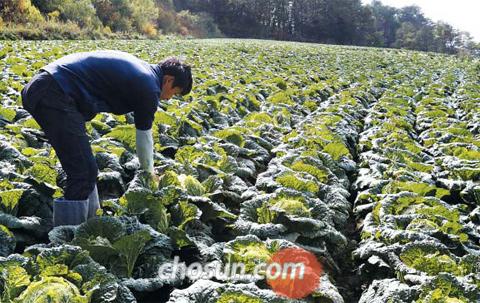 지난 11일 강원도 평창 대관령에서 한 농민이 배추를 살펴보고 있다. 농식품부는 배추 생산량이 작년보다 12만t 이상 늘어나는 등 김장과 관련된 주요 채소 5개 품목이 37년 만의 대풍을 기록할 것으로 예상하고 있다