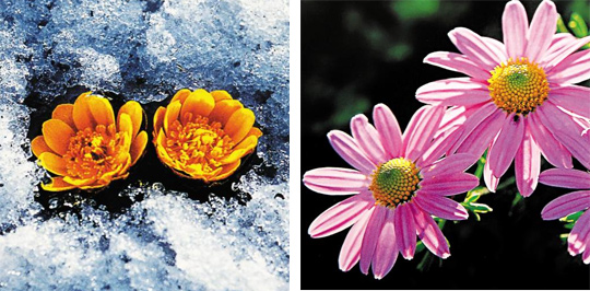 얼음 위의 ‘복수초’(사진 왼쪽), 한라산에서 촬영한 ‘구절초’ 사진