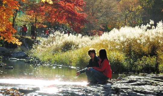 
	순창 강천산 계곡은 갓난아이 손바닥같이 작고 고운 ‘애기단풍’이 볼 만하다. 
