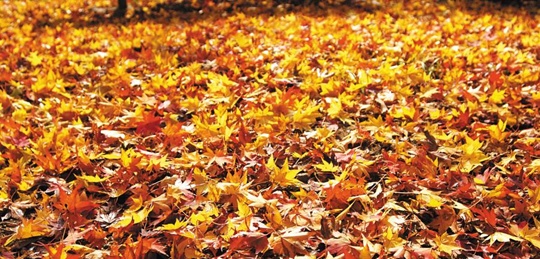 
	늦가을 단풍 아름다운 곳
