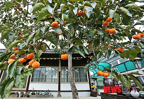 만든곳: 한국 네티즌본부 카페