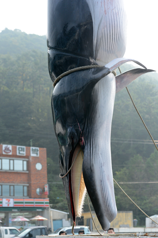 만든곳: 한국 네티즌본부 카페