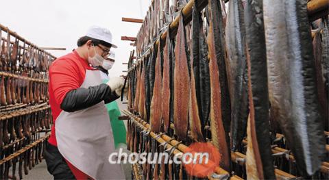 지난 27일 경북 포항시 동해면의 과메기 덕장에서 국산 꽁치로 과메기를 만들고 있는 모습. 지난 10년간 과메기는 대만산·원양산 꽁치를 포항에서 말린 것이 대부분이었지만, 최근에는 국산 꽁치 가격이 내리면서 국산 꽁치로 만든 과메기가 나오고 있다