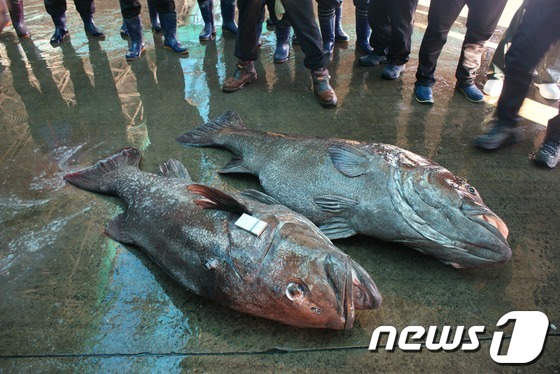 
	30일 오전 부산공동어시장에서 부산 앞바다에서 잡힌 150kg 짜리 대형 돗돔 2마리가 위판됐다. 전설의 심해어로 알려진 돗돔 2마리는 560만원에 팔렸다. <부산공동어시장 제공> 뉴스1 © News1 전혜원 기자
