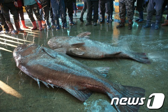 
	30일 오전 부산공동어시장에서 부산 앞바다에서 잡힌 150kg 짜리 대형 돗돔 2마리가 위판됐다. 전설의 심해어로 알려진 돗돔 2마리는 560만원에 팔렸다. 2013.11.30/뉴스1 © News1 전혜원 기자
