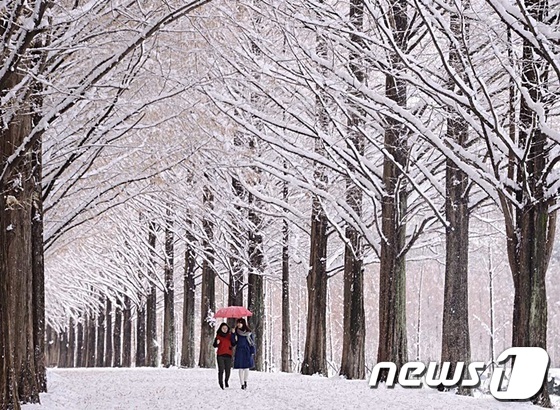 담양 메타세퀘이아길./사진제공=담양군 © News1 서순규 기자