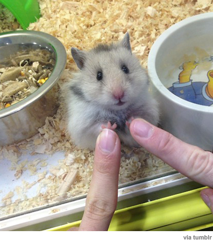 사진이 안보일 때→우측클릭→'사진보기' 클릭, OK. ☞작성: Daum카페: 한국 네티즌본부