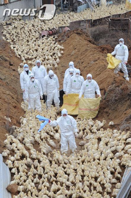 사진이 안보일 때→우측클릭→'사진보기' 클릭, OK. ☞작성: Daum카페: 한국 네티즌본부