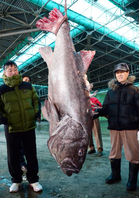 사진이 안보일 때→우측클릭→'사진보기' 클릭, OK. ☞작성: Daum카페: 한국 네티즌본부