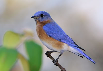 파랑새 증후군, 대다수 직장인 경험 "극복 의지박약…새로운 이상 추구" - Chosunbiz > 피플
