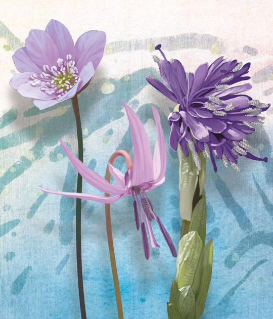 처녀치마는 전국 산지의 개울가 등 습기가 많은 곳에서 자란다. 꽃은 자주색 또는 보라색으로 줄기 끝에서 3~10개 정도 꽃술이 비스듬히 아래로 뻗으면서 하나의 꽃 뭉치를 이룬다. 꽃잎 밖으로는 긴 암술대가 나와 있다.