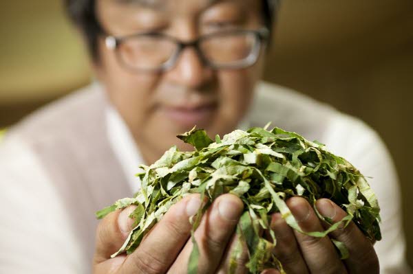 차가 된 제주의 야생초, 효월다실