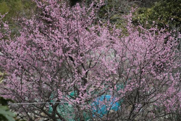 거제 비밀의 숲, 봄 맞으러 떠난 산책