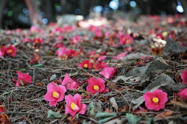 거제 비밀의 숲, 봄 맞으러 떠난 산책