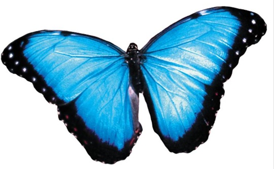Why] [달팽이 박사 생물학 이야기] 쓱 문지른 나비 날개선 無色 가루만 ...